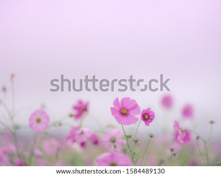 
Pink cosmos flowers blooming in the field
