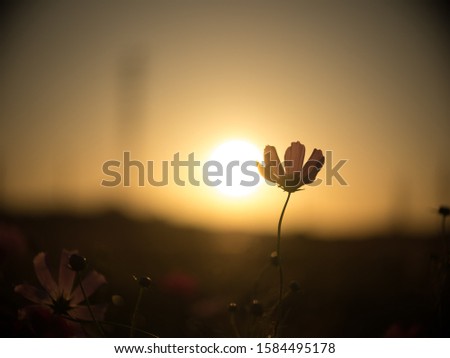 Cosmos Flower on sunset background