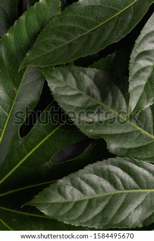 The green leaves of the tropical plant close up. View from above