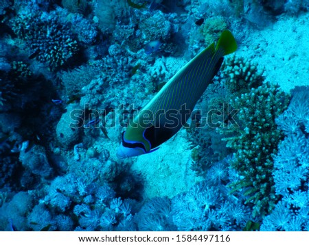 Gordon Reef - Egypt : Emperor angelfish in depths of Straits of Tiran