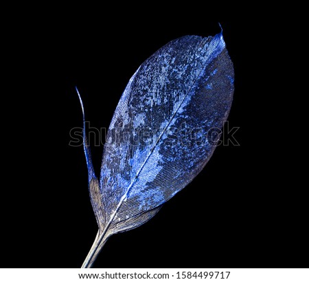The feather is covered with blue paint close-up. Pen for calligraphy. Blue feather.