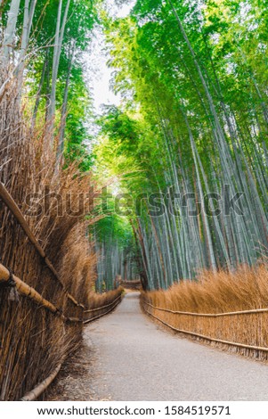 The bamboo forest in kyoto, japan  