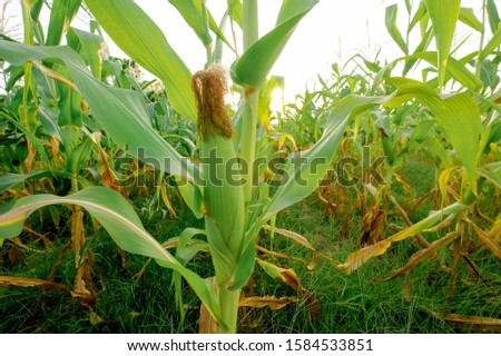 A selective focus picture of organic corn cob at agriculture farm.