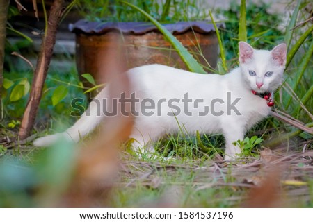 white cat stay in the garden with dramatic tone, flower pot in this picture is general product and have no trade mark 