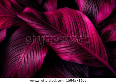 Spathiphyllum cannifolium leaf concept, abstract damask texture, natural background, tropical leaf
