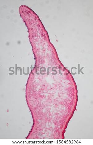 Planaria cell for education, Planaria cell