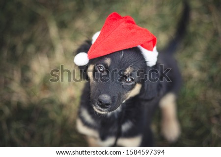 Dog photography - cute puppy picture