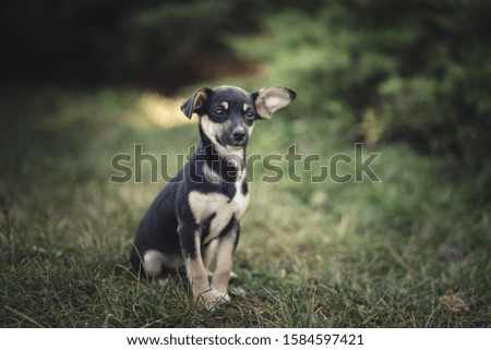 Dog photography - cute puppy picture