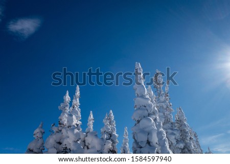 Snow covered pine trees against a brilliant and bright blue sky on a sunny winter day in the mountains.