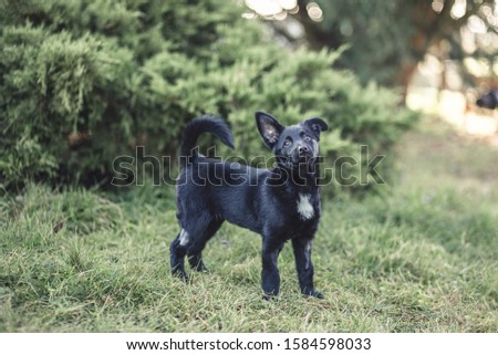 Dog photography - black puppy picture
