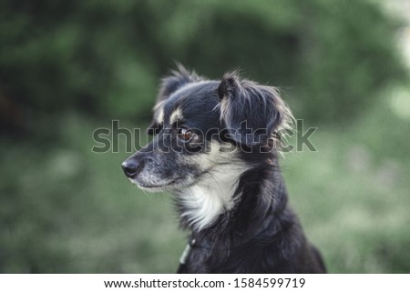 Dog photography - dog shelter pictures