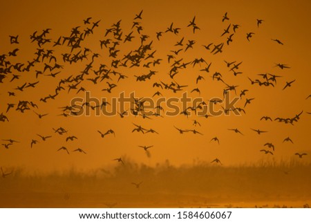 Flock of birds flying at sunrise