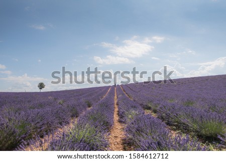 A picture of Valensole in France.