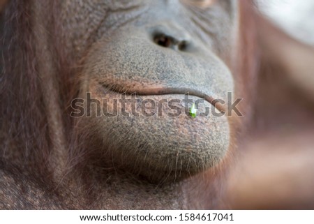 Super sweet portrait of an orangutan. In many ways similar to humans. Cute and hairy.