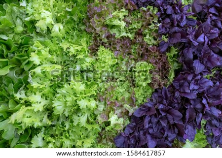 Image of fresh green lettuce and Basil leaves. Background of fresh salad greens.