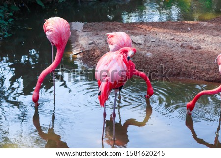 The pink-eyed flamingo is eating beautiful water.