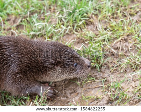 Young eurasian otter (Lutra lutra) cub / pup