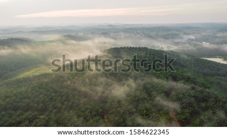 An aerial view of Palm Oil Plantation in the morning misty at East Asia