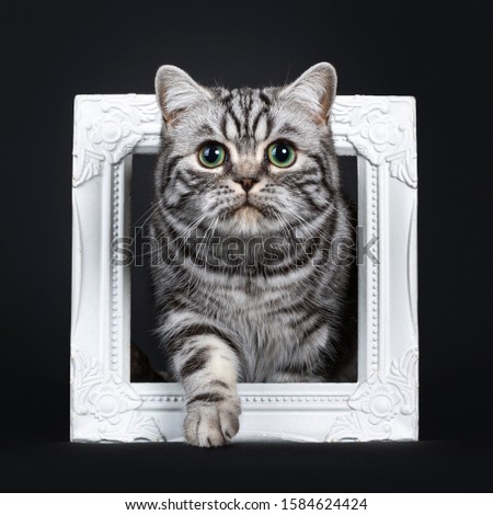 Cute silver blotched British Shorthair cat, standing through white photo frame. Looking curious straight to the lens with mesmerizing green eyes. Isolated on black background.