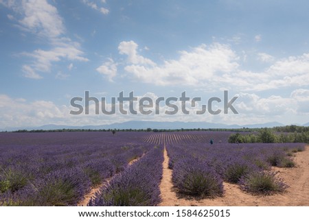 A picture of Valensole in France.