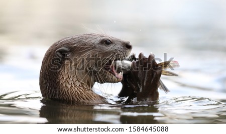 Giant River Otter, Pteronura brasiliensis, eating fish, Matto Grosso, Pantanal, Brazil, South America