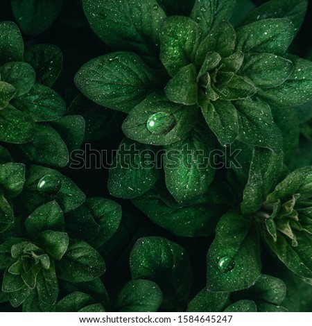 Bright green leaves with dew drops top view minimalistic background. Floral backdrop concept. Flower petals close up. Floristry hobby. Web banner, greeting card idea.