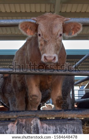 cow in fence in a farm