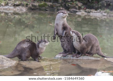 Family shot of Asiatic Short Clawed Otters (Amblonyx cinereus)