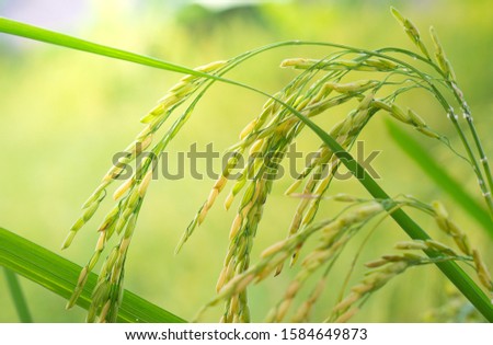 Blur picture close-up​ rice field with sunlight.