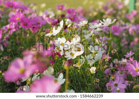 Selective focus on crowd of colourful daisy flowers in the field. 