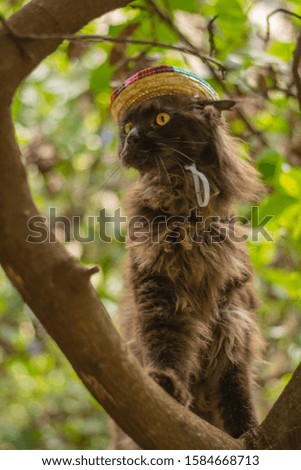 maine coon cat with mexican hat exploring nature
