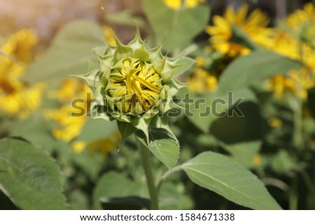 Closeup pictures of beautiful sunflower buds on a large farm Background image selectable focus