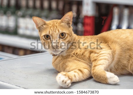 Ginger orange young Shorthair cat rests on a fridge in a shop in Thailand, looking at the camera