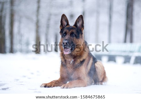 Dog breed German shepherd lies on a snowy path in the Park