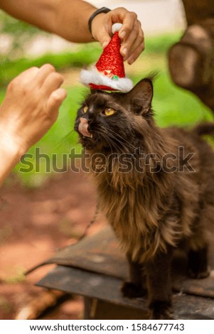 maine coon cat with a christmas hat in nature.