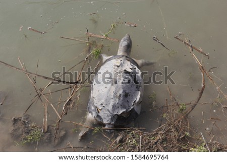 Soft shell turtle dead floating on the surface of water