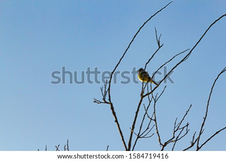 song bird in silhouette perching on tree branch against blue sky