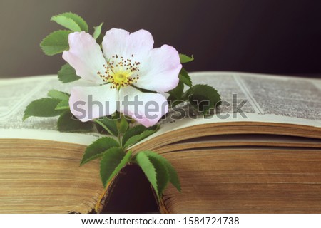 Open book and wild rose flower	