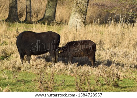 water buffalo with calf in nature reserve