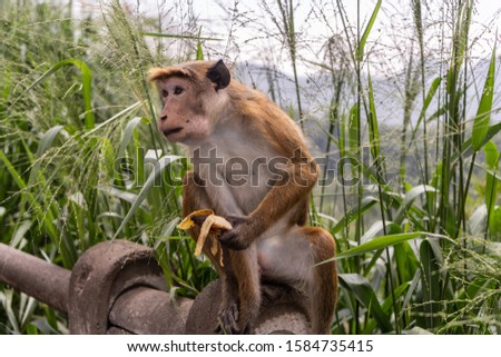 Red-haired monkey with a funny hairstyle eats a banana