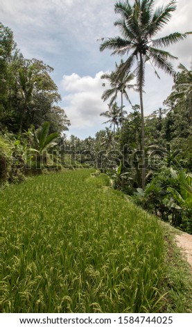 Impressive rice fields of Bali. Intense green colors contrast with blue cloudy sky. A true nature wonder. 