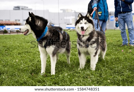 Two friends of dog on leash stand on the green grass with clover. A husky with blue eyes and protruding tongue. Close-up portrait of dogs muzzle. Walking pet in autumn. Horizontal shot of animal
