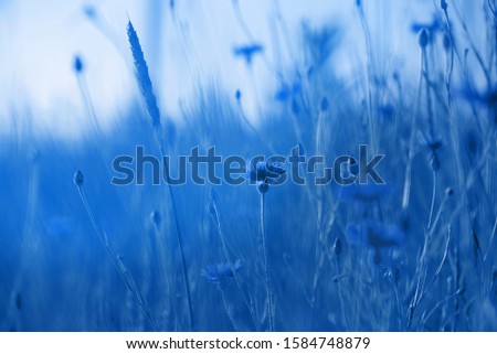 Cornflowers in wheat field on  sunset. Color of the year 2020 Classic Blue pantone 