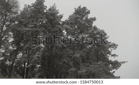 in the christmas park, snow is falling. beautiful winter landscape. winter forest. Snowfall in winter in forest, soft snowy christmas morning with falling snow.