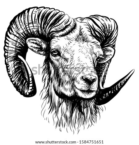 
Mountain sheep. Sketchy, black and white, hand-drawn portrait of a mountain sheep on a white background.