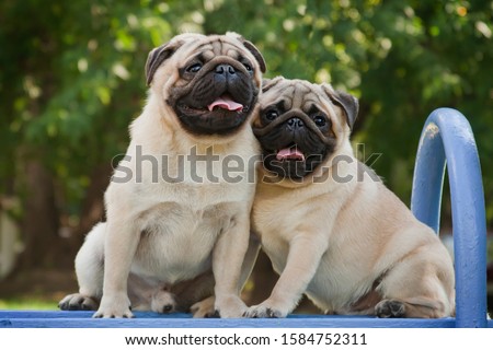 Pug - a small decorative dog, which has long been kept know. A dog with a lively, cheerful and at the same time balanced character, noble and affectionate to the owner. Royalty-Free Stock Photo #1584752311