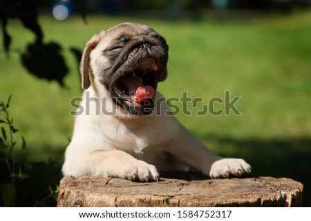Pug - a small decorative dog, which has long been kept know. A dog with a lively, cheerful and at the same time balanced character, noble and affectionate to the owner.