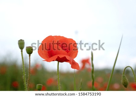 Red poppies in the morning light. Polyana with red poppy flowers on a green blur background. A lonely poppy flower. Field of poppies.