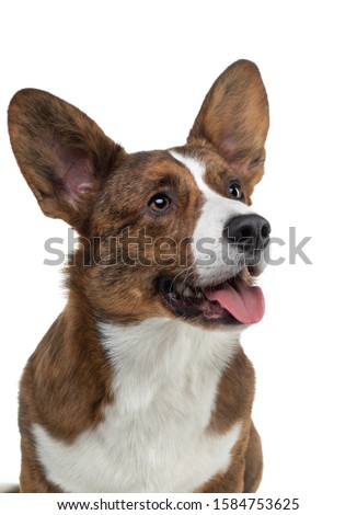 Portrait of a dog on a white background. Smiling Corgi brindle color. Pet in the studio. For design