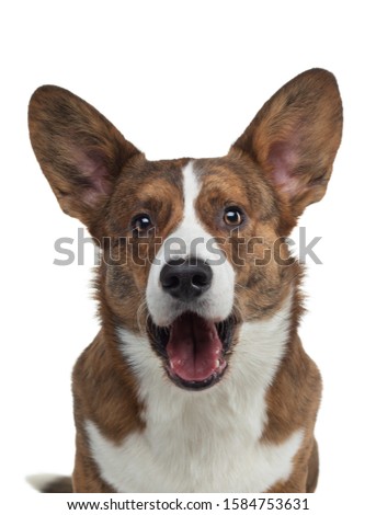 Portrait of a dog on a white background. Smiling Corgi brindle color. Pet in the studio. For design